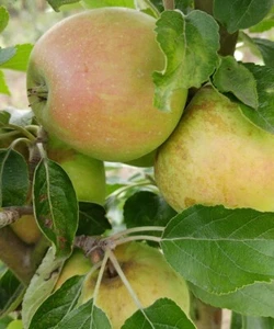 Apfelbaum `Finkenwerder Prinz, alte Apfelsorte, Buschbaum, 120-140cm im 10L Topf - Bild 1 von 2