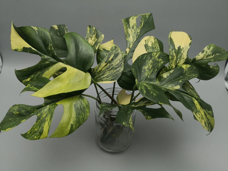 Esquejes Monstera Minima Aurea Variegata / Raphidophora Tetrasperma Variegata - Imagen 1 de 4