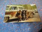 Old Postcard Yellowstone Park American Black Bear Cubs Standing at Car
