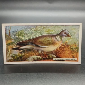 1920s Ogden's Birds Press-Outs WOOD PIGEON Antique Tobacco Cigarette Card - Picture 1 of 2