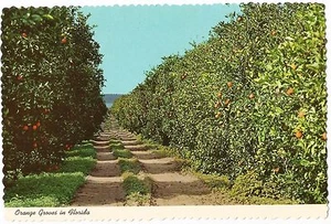Postcard Florida Orange Groves MINT c1970s-80s Unused MINT - Picture 1 of 1