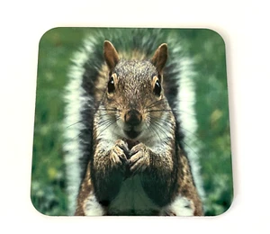 Squirrel Drinks Coasters Wood Cork Backed for Tea & Coffee - Picture 1 of 6