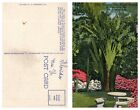 Traveler's Tree, Sunken Garden, St. Petersburg, Florida Vintage PC