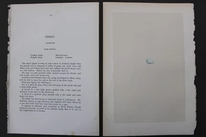 Birds, Nests, Eggs, F.O.Morris, 1875 - Picture 1 of 3