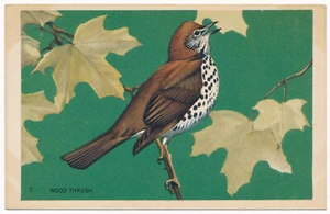 Wood Thrush - National Wildlife Federation Postkarte 1939 - Bild 1 von 2