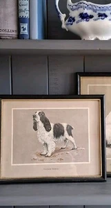 Framed Dog Print Jacqueline Des Clayes Cocker Spaniel - Picture 1 of 6