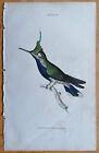 Hummingbird (A) - Original Print from Jardine - 1840