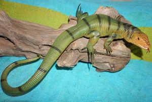 Tegu Lizard Replica - Green - AAA Realistic PVC - Picture 1 of 7