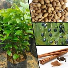 100% Cinnamon Tree Seeds Cinnamomum Organic Fast Growing Ceylon plant 10 seeds