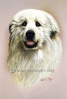 Pyrenean Mountain Dog Print by Robert J. May 