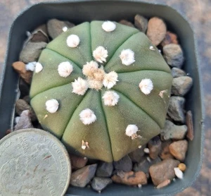Astrophytum Asterias BARE ROOT - Picture 1 of 1