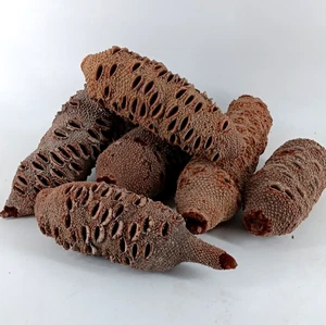 Banksia Pods 6" - 12" - Bild 1 von 15