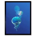 Celestial Galaxy Stars Jellyfish Photograph Combined Blue 12X16 Framed Art Print