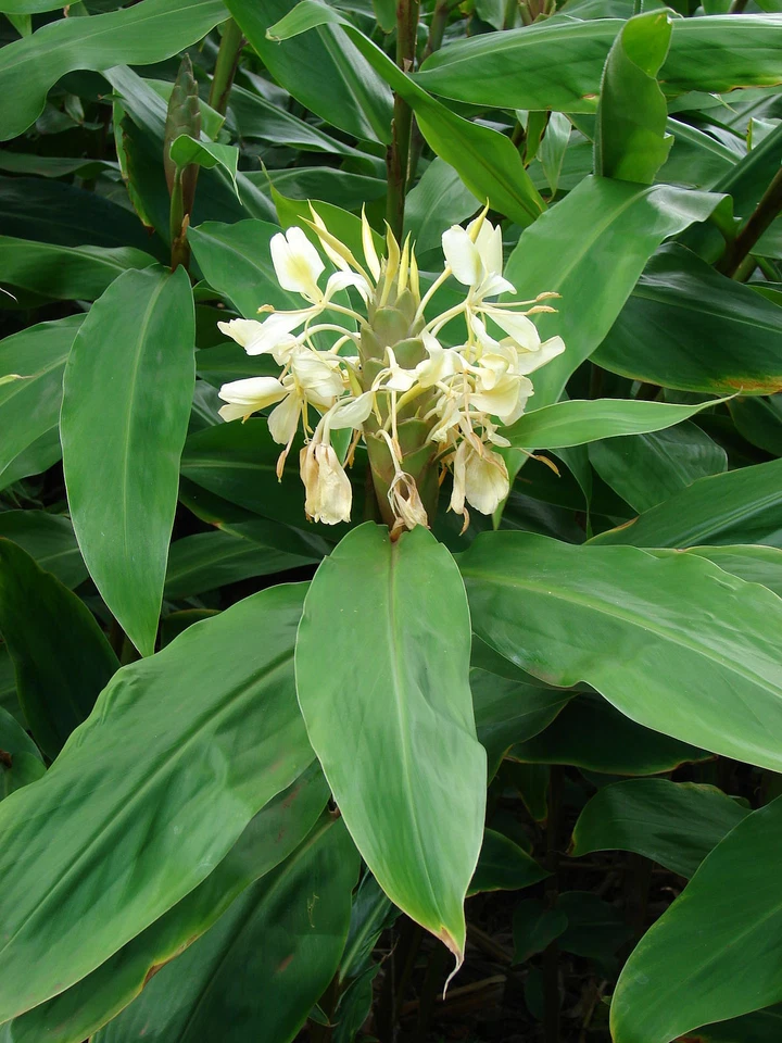 Hedychium flavescens! ¡JENGIBRE MARIPOSA AMARILLA! ¡Flores muy fragantes! 1 rizoma! Foto 1 de 1