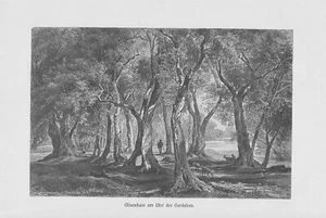 Olivenhain Gardasee alte Olivenbäume Olea europaea HOLZSTICH von 1898 Ölbaum - Bild 1 von 1