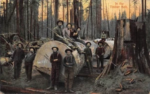 POSTCARD UNITED STATES LUMBERJACKS IN THE TIMBER BELT c 1910 - Picture 1 of 2