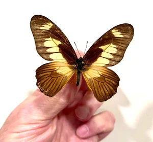 Insecto Mariposa Papilionidae Graphium ucalegonides - ¡Rara vez se ofrece hembra! - Imagen 1 de 2