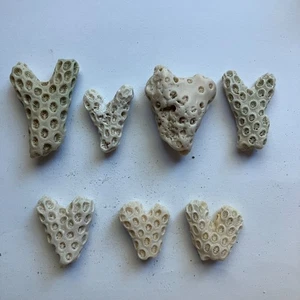 Lot 7 Natural Formed HEART Shaped White Star Coral Seashell Fragments Shells #1 - Bild 1 von 4
