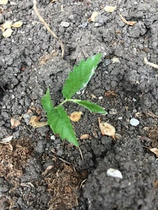 American Elm tree 50 seeds ulmus Americana Fresh 2025 landscape and shelterbelt - Picture 1 of 4