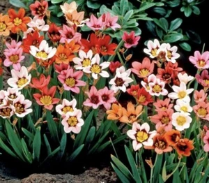 7 SPARAXIS Mixed Color Bulbs Perennial Hardiness 9-11 & 7-8 Winter Cover - Picture 1 of 1