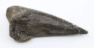 Fossil Soft Shell Turtle Trionyx Claw 1.6" Hell Creek South Dakota SD COA 5506 - Picture 1 of 12