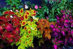 Coleus Rainbox Mix Seeds - 100+ Seeds for Planting- Ships from USA - Picture 1 of 2