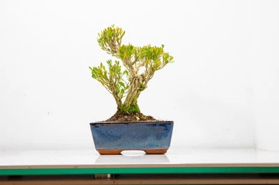 Chinese Box  Bonsai Tree Informal Style in 15cm Navy Ceramic Pot ZT1755 - Image 1 of 4