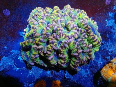 ULTRA ACAN LORD COLONY - WYSIWYG - CORAL ULTRA VIVO Foto 1 de 3