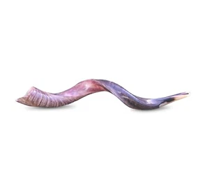 Half polished Half natural Judaica Yemenite Kudu Shofar 60-70 Cm * Great Sound * - Picture 1 of 5