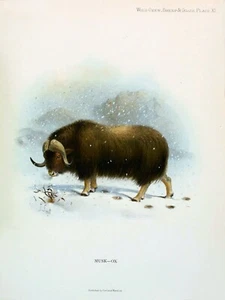 10559.Decoration Poster.Home Room wall.Art print design.Ox.Musk.Wild animal - Picture 1 of 1