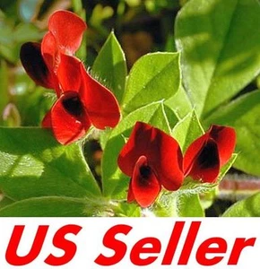 20 Seeds Asparagus Pea Seeds E88, Tetragonolobus Purpureus Edible Annual Vine - Picture 1 of 2