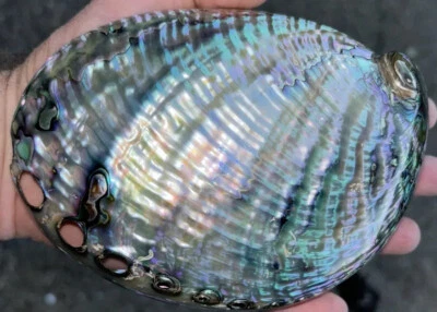 Fully polished abalone shell - Image 1 of 4