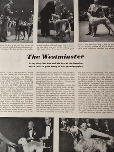 1949 Original Esquire Profile The Westminster Kennel Club Perro Show - Imagen 1 de 2