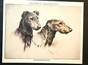 Scottish Deerhound   Superb Vintage Twin Portrait Card  GB08P   