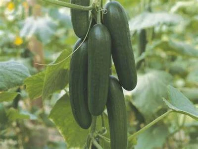 CUCUMBER  PICOLINO F1  - 6 SEEDS - CERTIFIED ORGANIC  - Image 1 of 3