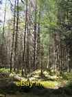 Photo 6x4 Rannoch Forest Back Wood of Rannoch An area of plantation, sout c2008