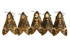 Insect Moth Sphingidae Death's Head Hawkmoth-Acherontia styx-Gothic-Lot of 5!