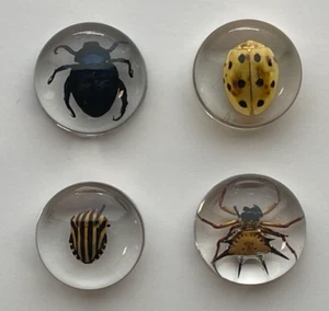 Real Insects in Resin - 4 Pcs - Orbweaver Spider, Beetle, Taxidermy, Weird Gifts - Picture 1 of 5