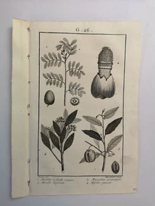 PLANCHE / GRAVURE de 1816 - BOTANIQUE (G26) - Foto 1 di 2