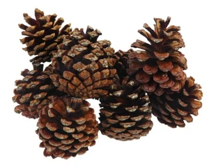 Pigna Austriaca Naturale Kg 1 Decorazione Natale - Imagen 1 de 1