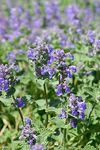 Kleine Katzenminze Nepeta fassenii Würzkraut 600 Samen - Bild 1 von 2