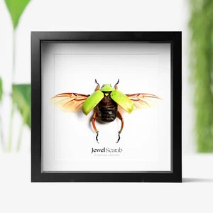 Jewel Scarab Beetle Insect Bug Taxidermy Box Frame Home Decor Interior Design - Picture 1 of 3