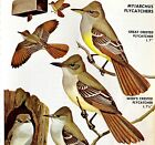 Flycatchers 4 Varieties And Types 1966 Color Bird Art Print Nature ADBN1p