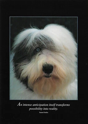 Tarjeta de aliento para amante de los perros ~ anticipación ~ perro pastor inglés antiguo Foto 1 de 2