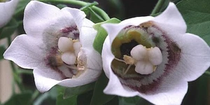 100 Codonopsis Samen - Dang Shen Codonopsis Pilosula Haube Glockenblume Staude - Bild 1 von 8