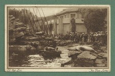 c1930's POSTCARD AT THE ZOO - THE SEA LIONS  PUB. BY PHOTOCHROM CO. LTD