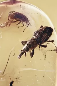 Schnauzenkäfer RÜSSLER Curculionidae Dryophthorinae OSTSEEBERNSTEIN + HQ Bild 241105 - Bild 1 von 8