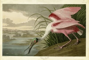 No321 Roseate Spoonbill Audubon Print Repro Havell Edition Double Elephant Folio - Picture 1 of 1