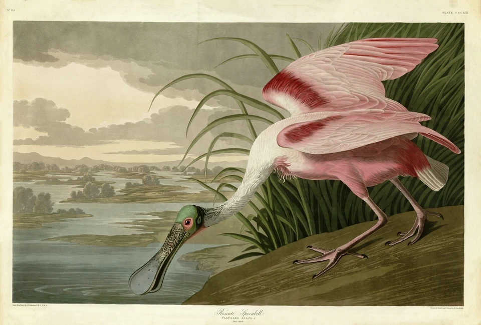 No321 Roseate Spoonbill Audubon Print Repro Havell Edition Double Elephant Folio - Image 1 of 1