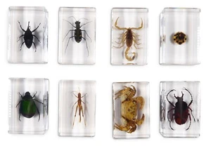 Insect Acrylic Bug Blocks Childrens Prepared Stereo Microscope Slides Sets Kids - Picture 1 of 10